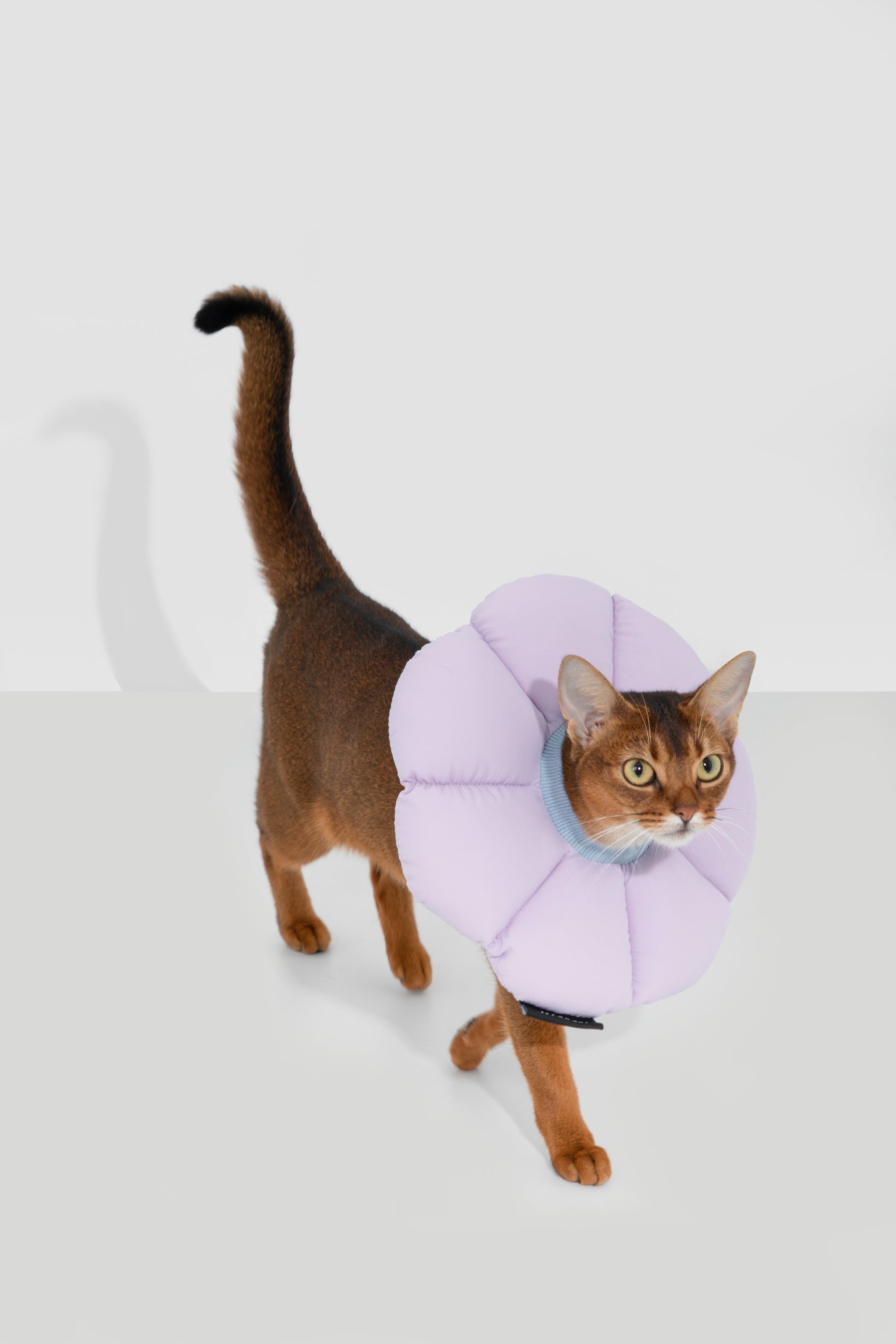 Pet Floral Elizabeth Collar