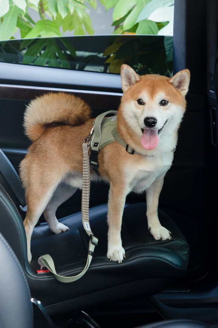 Valley Series Pet Car Safety Harness